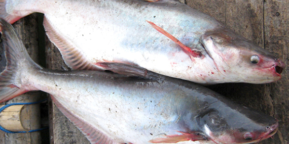 Umpan Air Tawar : Racikan Umpan Patin Untuk Kolam Pancing