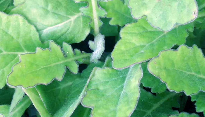 bukan-daun-biasa,-daun-dewa-simpan-potensi-herbal-menjanjikan