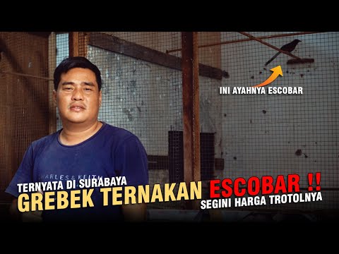 [ BIANG KEROK Jr BF ] Grebek Penangkar Murai Escobar !! Ternyata Ada di Surabaya dan Segini Harganya