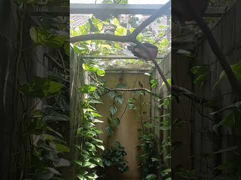 membuat kandang ternak yg nyaman… #aviary #muraibatu #muraibatumedan