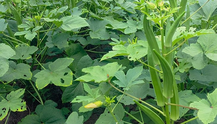 tumbuh-di-sela-lahan-tandus,-tanaman-okra-jadi-harapan-warga-desa-curah-cottok