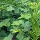 tumbuh-di-sela-lahan-tandus,-tanaman-okra-jadi-harapan-warga-desa-curah-cottok