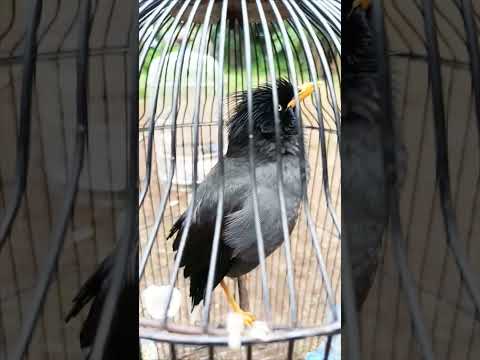 Jalak kebo Jinak Masteran #shortvideo #kicaumania #fypshorts #viral #reels #jalakkebogacor