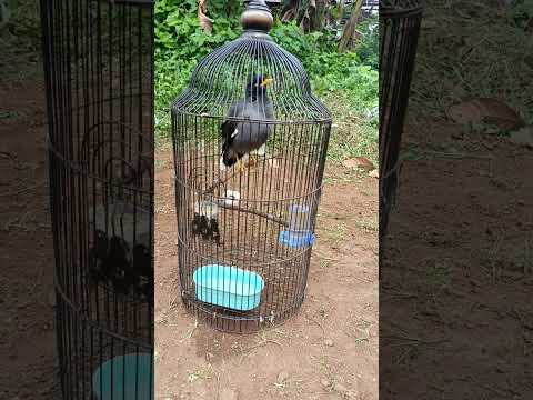 Jalak habis mandi langsung Gacor#shortvideo #jalakkebogacor #viralvideo #fyp #reels #birds #viral