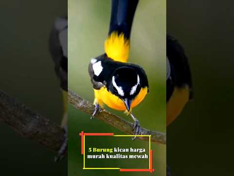 5 Jenis burung kicau murah kualitas mewah