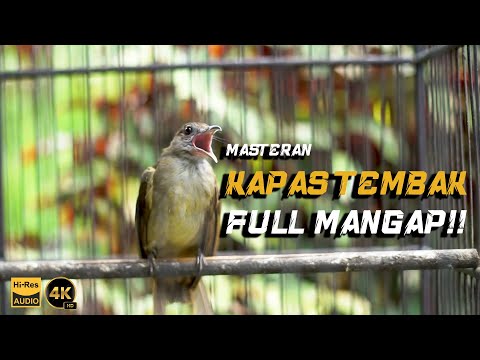 MASTERAN KAPAS TEMBAK GACOR FULL MANGAP | KAPAS TEMBAK GACOR DOR | KICAU MANIA