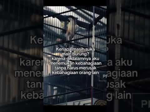 Kenapa ?? #Kata kata Kicau Mania #burung #nature #burungkicaudialamliar #Fyp #fypburung