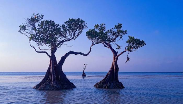 pantai-walakiri,-menyaksikan-keajaiban-senja-bak-negeri-dongeng-di-sumba-timur