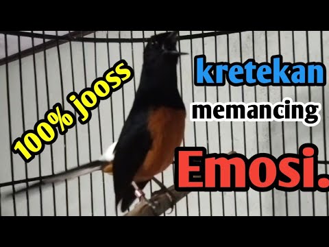 KRETEKAN MURAI BATU GACOR. memancing Emosi lawan