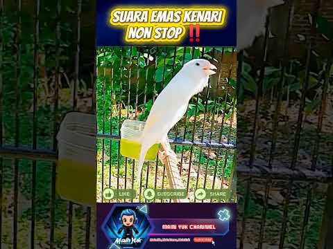 Suara Kenari yang bikin kicau mania geger‼️