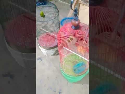 burung suda sampai tujuan, langsung di unboxing bosmuda,salam kicau mania#sorotan #fyp#