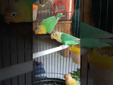 TREN PERLOVEBIRDTAN,AQUA YF