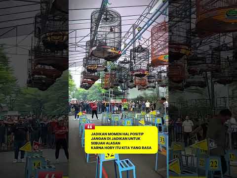 kicau mania indonesia #Fyp #Viral #BeritaKicau #DuniaKicau #DuniaBurung #mediaku #MuraiBatu #Fyp
