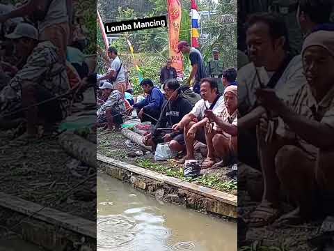 LOMBA MANCING LELE #fishing #mancing #lele #shorts