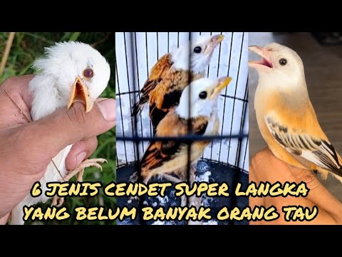 BUKAN CENDET BIASA !!!! 6 Jenis Cendet Terlangka Yang Bikin Kicau Mania Geger !!!