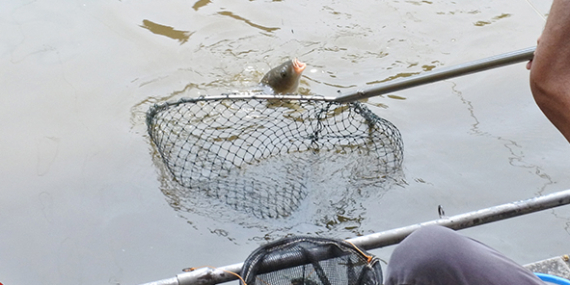 Umpan Air Tawar : Racikan Lodaya Spesial Amis Untuk Harian, Lomba, Galatama, Kiloan