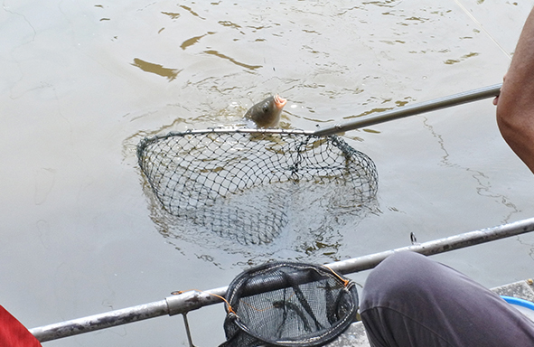 umpan-air-tawar-:-racikan-lodaya-spesial-amis-untuk-harian,-lomba,-galatama,-kiloan