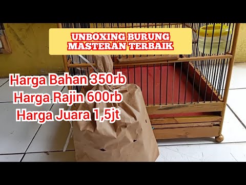 Ini Dia Burung Masteran Paling Dicari Para Kicau Mania || kicau pidong