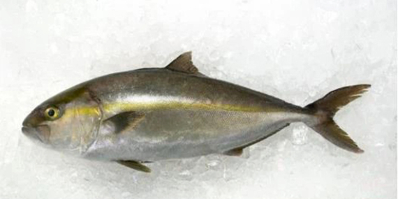 Amberjack : Pejuang yang Kuat, Banyak Ditemukan di Rig & Kapal Karam