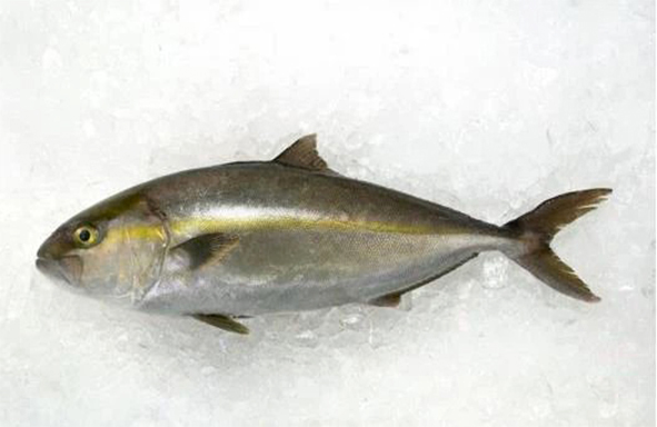 amberjack-:-pejuang-yang-kuat,-banyak-ditemukan-di-rig-&-kapal-karam