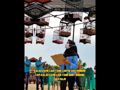 Story wa kicau mania part 11