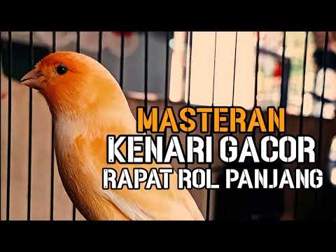 MASTERAN BURUNG KENARI GACOR _ ROL PANJANG ANDALAN KICAU MANIA