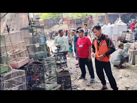 Pasar burung porong surganya para pecinta kicau mania di sidoarjo jawa timur