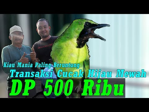 Kicau Mania Paling Beruntung, Take Over Cucak Hijau Mewah Pakai DP 500 Ribu