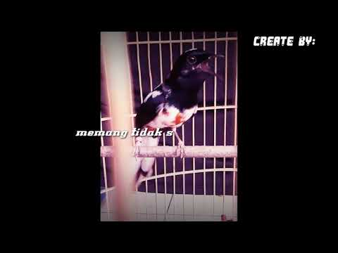 Story’ wa murai batu blorok &Quotes kicau mania versi DJ siul