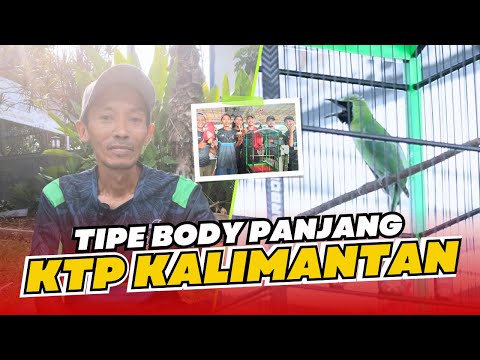 [CI PHANTOM] CUCAK IJO KALIMANTAN cak ijo body panjang karakter cak ijo kalimantan IJO BERAU HoBi ID