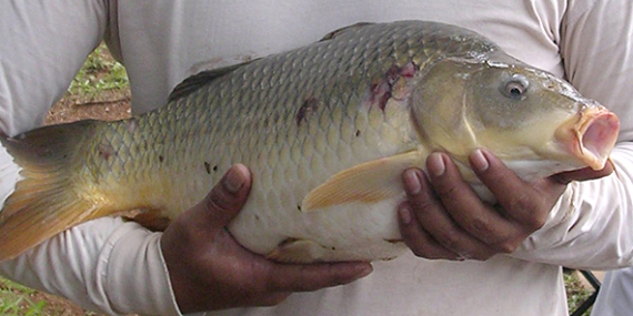Beragam Karakter Ikan di Kolam Pancing yang Layak Diketahui