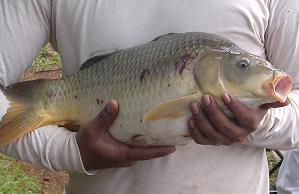 beragam-karakter-ikan-di-kolam-pancing-yang-layak-diketahui