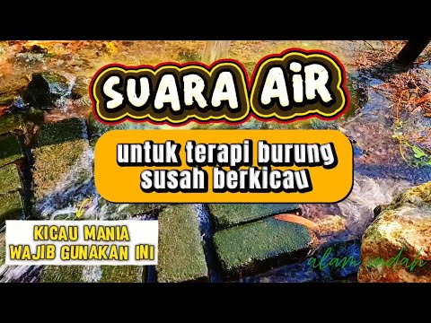 suara air, untuk terapi burung susah berkicau (kicau mania wajib gunakan ini)