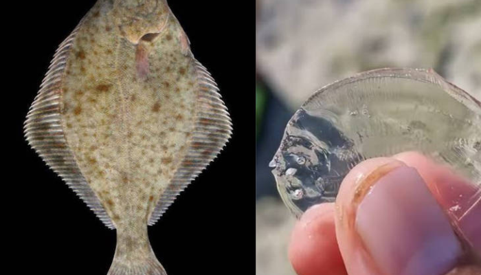 uniknya-ikan-sebelah,-biota-laut-yang-transparan-saat-masih-bayi