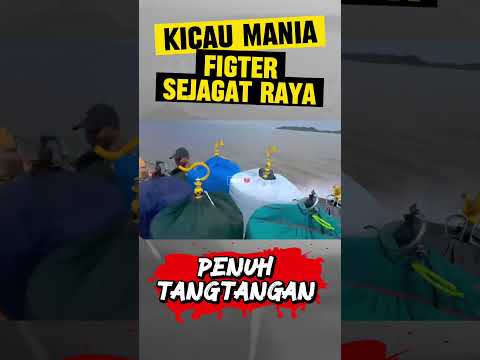 kicau mania ter fhigter sejagat raya #KicauMania #MuraiBatu #Short #DuniaKicau #Mediaku #DuniaBurung