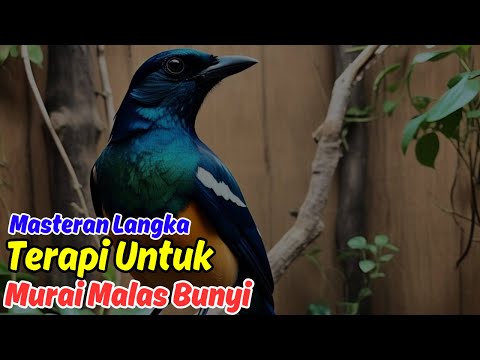 Suara Murai Batu Malaysia untuk Latihan Mental