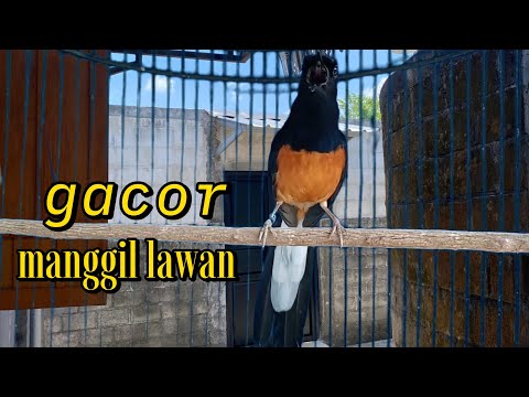 PANCINGAN MURAI GACOR MANGGIL LAWAN