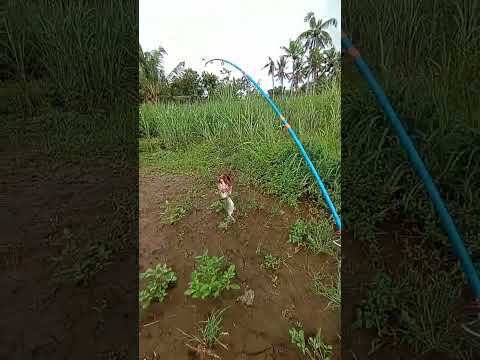 keganasan ikan bader sirip merah sungai brantas