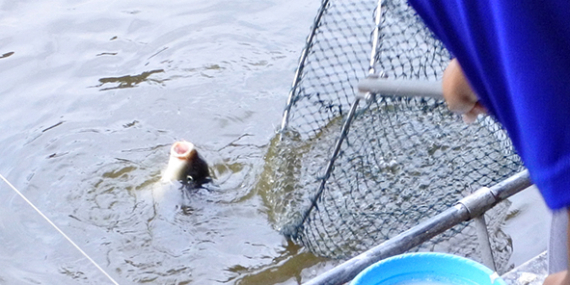 Umpan Air Tawar : Racikan Umpan Gacor Pelangi Amis Gurih di Kolam Galapung