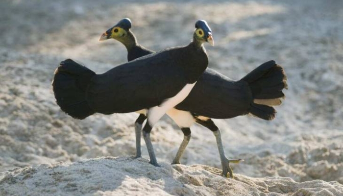 maleo-senkawor,-ayam-hutan-yang-mengerami-telurnya-dengan-panas-bumi