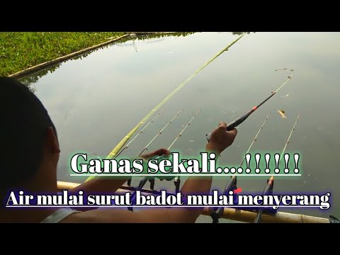 Serangan weuggg badot mangprang ll mancing saguling terbaru 2025