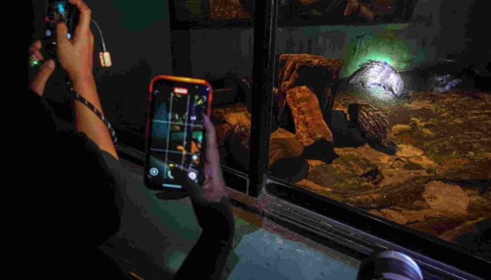 dua-keluhan-di-wisata-malam-ragunan:-minim-lampu-&-buggy-car