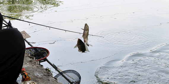Umpan Air Tawar : Racikan Umpan Djempol Amis Spesial Untuk Ikan Mas