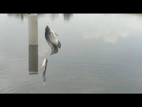 Mancing dikolam yunsa Siombak atas #fishing #youtubeshorts #youtube #viralvideo