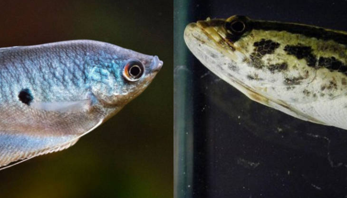 ikan-sepat-dan-ikan-gabus,-biota-air-tawar-yang-sangat-berbeda