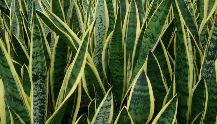 tanaman-hias-lidah-mertua,-pemurni-udara-alami-yang-tumbuh-adaptif