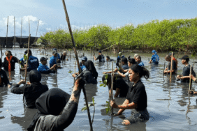 opa-dirgapala-peringati-milad-ke-28-dengan-aksi-konservasi-mangrove-di-pantai-laguna-pengklik
