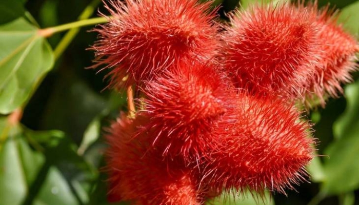 buah-galuga:-rahasia-kecantikan-alami-perempuan-baduy