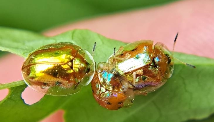 inilah-kepik-emas,-serangga-mini-dengan-warna-yang-berkilau