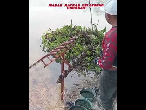 MABAR BELESSENG MATRAS BABAKAN SPOT SARANG IKAN PATIN #alpiyanmancingbupa